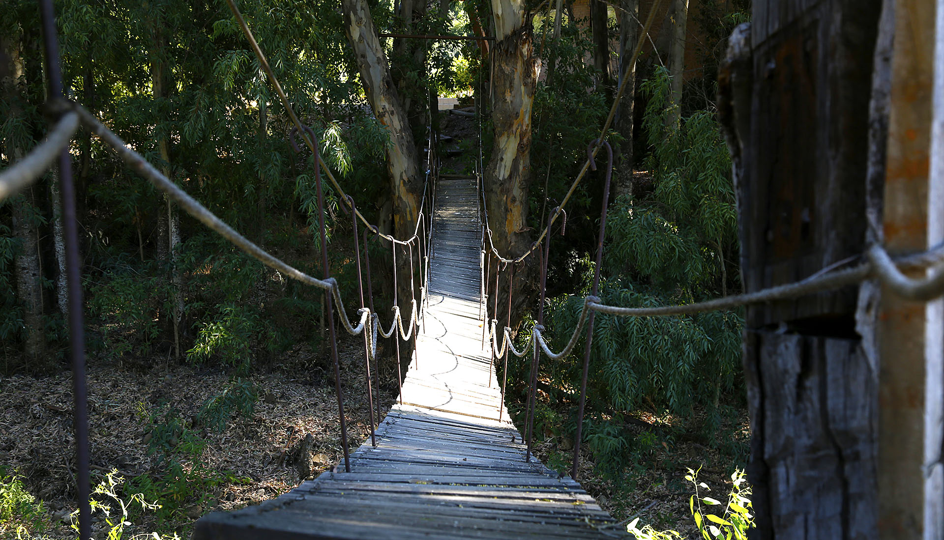 Puente peatonal entre árboles de Gillmore