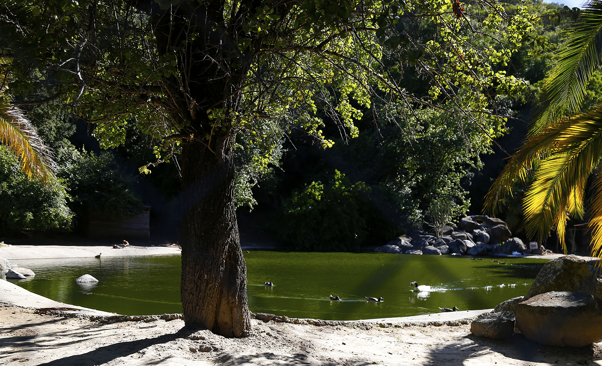 Laguna y jardines de Gillmore